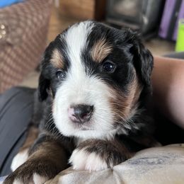 Bernese Mountain Dog Puppies from Berners of New Mexico