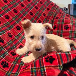 Winston - Wheaten male Scottish Terrier puppy in San Diego (Jamul), California from Lee Valley Scotties