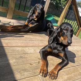 Red - Black and Tan Coonhound