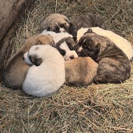 Great Pyrenees, Mastiff, and Pug Puppies from Pam’s Perfect Pugs