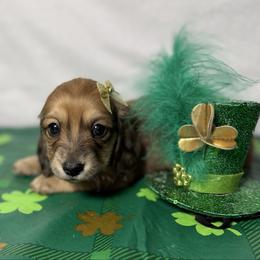 Poppy - Cream female Dachshund puppy in Somerset, Pennsylvania from Rae’s Dapper Dachshunds