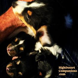 Toy Australian Shepherd puppies from High Desert Companions