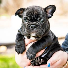 French Bulldog Puppies from Nuthin’ But Frenchies