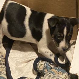 Girl 3 - Rat Terrier puppy from DHart Farm & Kennel