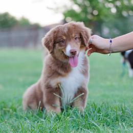 Hip hop - Red tri-color male Miniature American Shepherd puppy in Stephenville, Texas from Diamond H Aussies