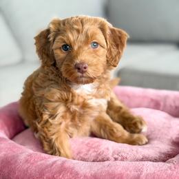 Sifter - Red  female Goldendoodle puppy in Redmond, Oregon from Bourbon and Lace Doodles