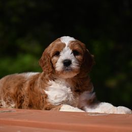 Cavapoo, Cockapoo, and Poodle Puppies from Heavenly Puppies to Love