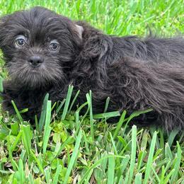 Asher - Black male Shih Tzu puppy in Saint Johns, Florida from BEH Puppies LLC