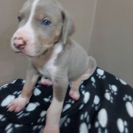 Boy 4 - Chocolate Great Dane puppy in Auburn, New York from Danes of Angels