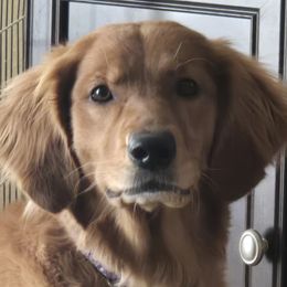 Higley - Golden Retriever