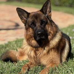 German Shepherd Puppies from AceHaven Canines