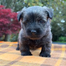 Cairn Terrier Puppies from Northwest Cairn Terriers
