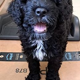 Portuguese Water Dog Puppies from Presidio PWDs