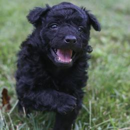 Clinton - Black male Mudi puppy in Gatlinburg, Tennessee from Greenbrier