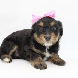 Wave - Black tri-color female Aussiedoodle puppy in Foxworth, Mississippi from Ten Mile Aussies
