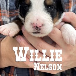 Bernese Mountain Dog Puppies from Faith and Family Farm