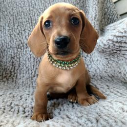 Georgia - Red female Dachshund puppy in Waynesboro, Tennessee from Owl Hollow Farm Miniature Dachshunds