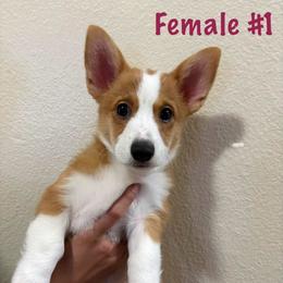 Girl 1 - Pembroke Welsh Corgi
