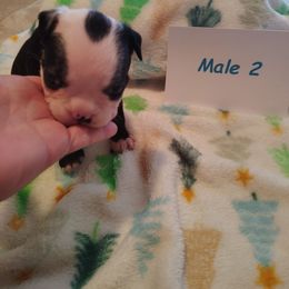 Male 2 - Black and white male Boston Terrier puppy in Headland, Alabama from Crystal Carlisle's Boston Terriers