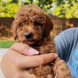 JJ - Red  female Poodle puppy in Fort Worth, Texas from Mama's Adorable Poodles