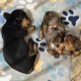 Dachshund Puppies from Doxi Delights