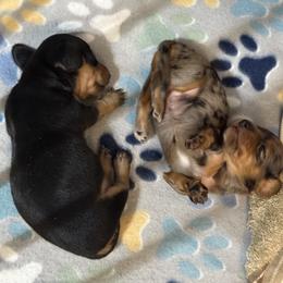 Dachshund Puppies from Doxi Delights