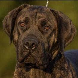 Boerboels and German Shorthaired Pointers from Sure Bet Kennels