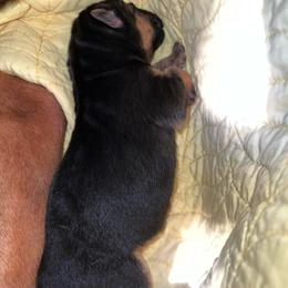 Blue - Black and red male German Shepherd puppy in Sacramento, California from Von Blackwolf German Shepherds