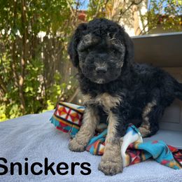 Aussiedoodle, Bernedoodle, Bernese Mountain Dog, and Sheepadoodle Puppies from Draper Mountain Doodles