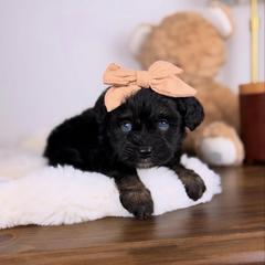 Muffin BLUE EYES - female Australian Mountain Doodle puppy in Sweetwater, Florida from Sandy Snout Doodles
