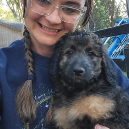 Della May (Light blue collar) - Phantom female Bernedoodle puppy in Brandon, Iowa from Willow Creek Farm