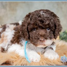 Paddy - Merle male Cockapoo puppy in Connersville, Indiana from Deaz Doodle Ranch