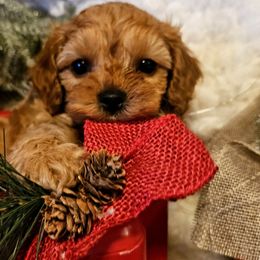 Toffee - Apricot male Cavapoo puppy in Marshfield, Missouri from Puppyloversplace