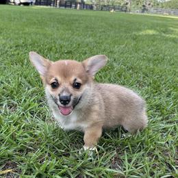 Cupcake - Red female Pembroke Welsh Corgi puppy in Ocala, Florida from Rivermont Farm