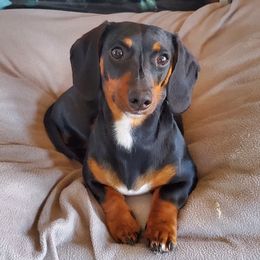 Dachshunds from Central WV Dachshunds