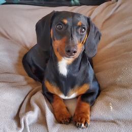 Dachshunds from Central WV Dachshunds