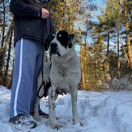 Sophie - Central Asian Shepherd Dog