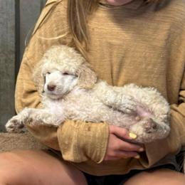 Boy 2 - Brown male Poodle puppy in Wentworth, South Dakota from PaintersPreciousPoodles