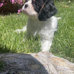 Cavalier King Charles Spaniel, Dachshund, and German Shepherd Puppies from Saffron