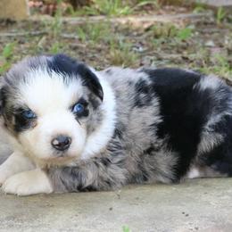 Poppy - Blue merle male Australian Shepherd puppy in Macon, Georgia from Shaina’s Shepherds