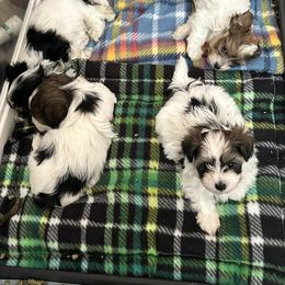 Havanese puppies from Alchemy Havanese