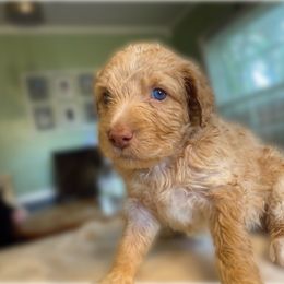 Clarabell - Brown and white female Aussiedoodle puppy in Tulsa, Oklahoma from Vali Girl Aussiedoodles
