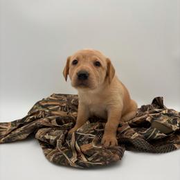 Yellow - Yellow female Labrador Retriever puppy in Heath Springs, South Carolina from Rich Hill Retrievers