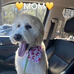 Biscuit - Goldendoodle