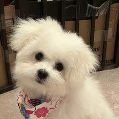 Bolognese Puppies from Mesilla Valley Bolognese