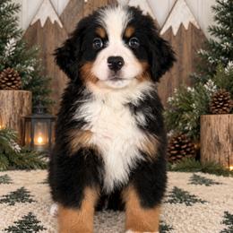 Willow - Light Green Boy - male Bernese Mountain Dog puppy in Redlands, California from Kiss The Doodlez