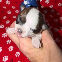 Evee - Black sabled fawn female Chihuahua puppy in Palmyra, Indiana from Country Star Chihuahuas