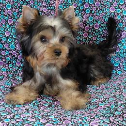 Jackson - Blue and gold male Yorkshire Terrier puppy in Pinellas Park, Florida from Silversands Yorkshire Terriers