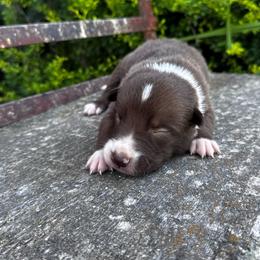 Boy 4 - red and white - White and red male Border Collie puppy in Minden, Iowa from Rocking N Registered Border Collies & Labradors