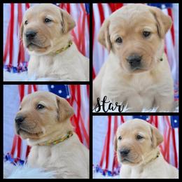 Labrador Retriever Puppies from 3M Custom Hay baling and AKC Labs LLC
